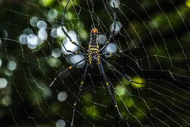 $spider4forum.webp