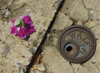 $flower&water pb.webp