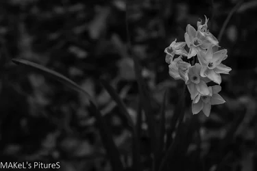 $_MG_7155.webp