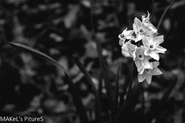 $_MG_7155.webp