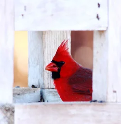 $Cardinal 2 rsz1.webp $Cardinal 2 rsz1.webp