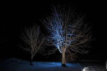 $nighttree4.webp