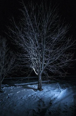 $nighttree3.webp