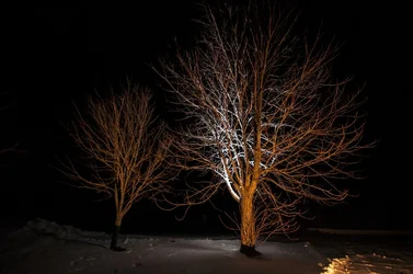 $nighttree2.webp