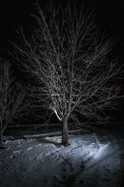 $nighttree1.webp