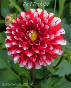 Z71_0615 - Red Dahlia Shot 2 - Lo Rez.webp