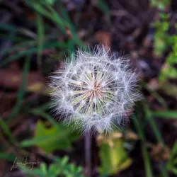 Velma macro-60-Edit.webp Velma macro-60-Edit.webp