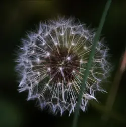 Screenshot_20230709-225318_Gallery.webp