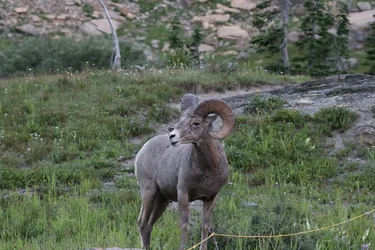 Rocky Mountain Bighorn Sheep.webp