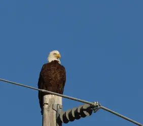 Bald Eagle_1.webp
