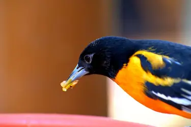 Calandria (1).webp