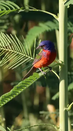 Painted Bunting-1-1.webp