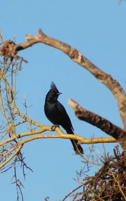 Phainopepla_1.webp