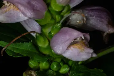 turtlehead focus stack test 1.webp