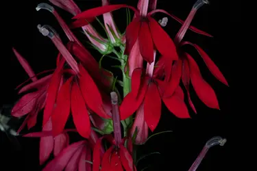 Cardinal Flower.webp
