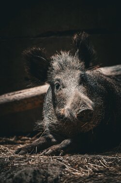 Wild boar.jpg