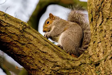 Squirrel RS.webp