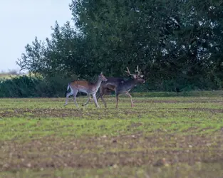 On the hoof.webp