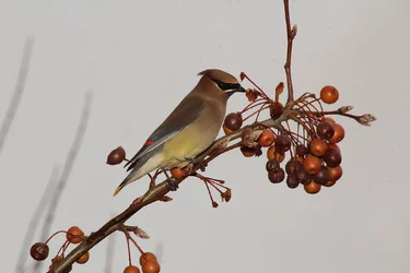 Cedar Waxwing.webp