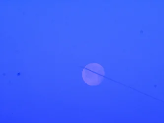 P1720109 -1a1600-C2.webp