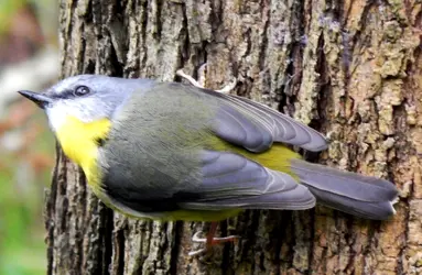 Yellow Robin adult.webp