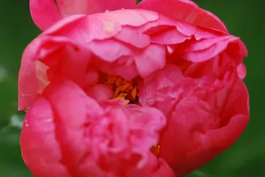 DSC_1121.webp