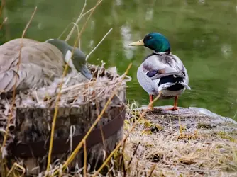 Mallard-Goose-Small.webp
