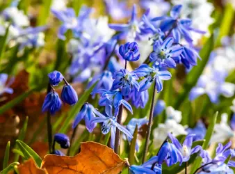 Glory of the snow2-Small.webp