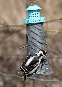 Downy Woodpecker1.webp