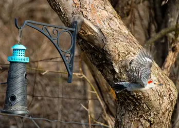 Downy Woodpecker2.webp