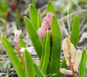 Springtime1-small.webp