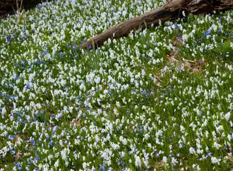 Springtime3-small.webp