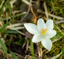 Springtime4-small.webp