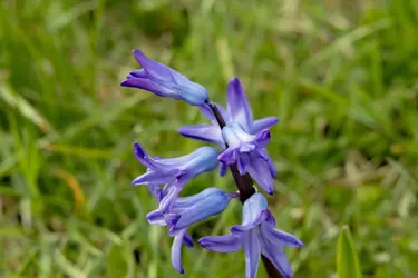 Springtime5-small.webp