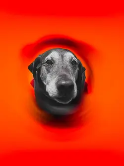 muttdog.webp