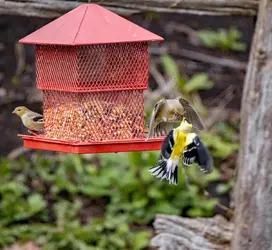 Birds1-s.webp