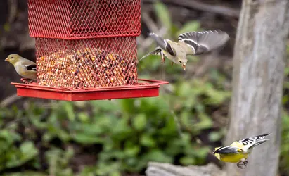 Birds2-s.webp