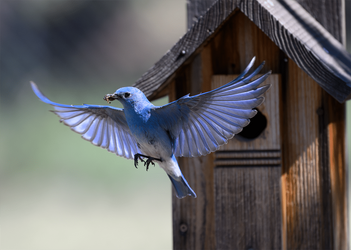 Mountain bluebird fly away03.png