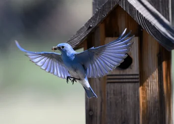 Mountain bluebird fly away03.webp