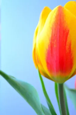 $tuliponblue.webp