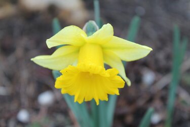 $daffodil.jpg