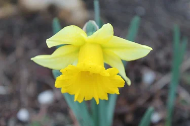$daffodil.webp