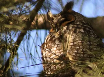 $Sleepy Owl.webp $Sleepy Owl.webp