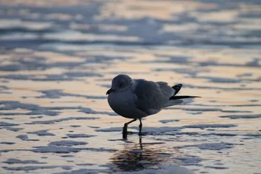 $Seagull3.webp