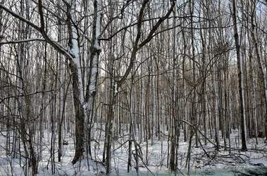$treetrunks (800x529).webp