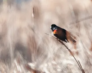 $Red Wing Blackbird.webp