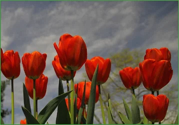 $Tulips 2.webp
