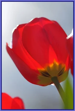 $Tulips 25.webp