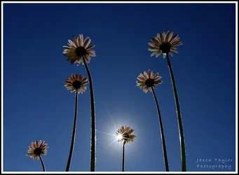 $daisy starburst.webp