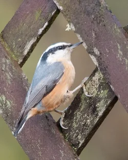 $Red breasted Nuthatch.webp